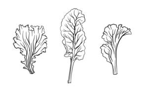 green leafy vegetables set, graphic black and white isolated sketch illustration. For creating menus, recipes, decorating kitchen items. vector