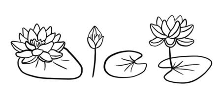 Lotus flower line sketch isolated on white background. Botanical hand drawn illustrations set. vector