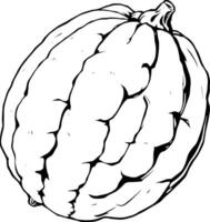 Detailed Line Drawing Of A Single Ripe Pumpkin vector