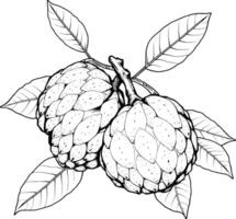Detailed Drawing Of Two Cherimoya Fruits On Branch With Leaves vector