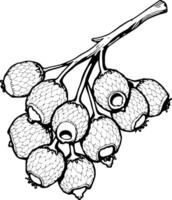 Detailed Line Drawing Of A Branch With A Cluster Of Berries vector