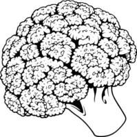 Detailed Line Drawing Of A Single Head Of Broccoli vector