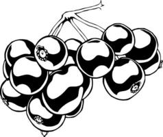 A Cluster Of Dark-Colored Berries On A Branch Isolated On White vector