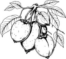 Hand-Drawn Illustration Of Ripe Kiwifruit On Branch With Leaves vector