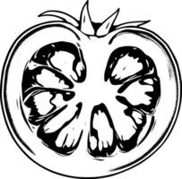 Cross-Section Drawing Of A Ripe Tomato Showing Internal Structure And Seeds vector