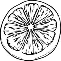 Hand-Drawn Illustration Of A Sliced Citrus Fruit Showing Detailed Segments And Texture vector