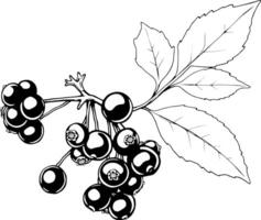 Illustration Of A Branch With Clusters Of Dark Berries And Green Leaves vector