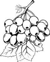 Cluster Of White Currants On Branch With Leaves Line Art Illustration vector