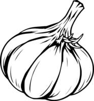 A Single Bulb Of Garlic vector