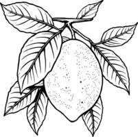 A Single Ripe Lemon Hanging From Its Branch With Lush Yellow Leaves vector