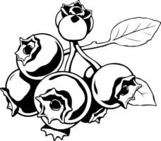 Cluster Of Ripe Black And White Blueberries On Branch With Leaf vector