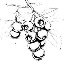 A Cluster Of Ripe Blueberries On A Branch With Leaves A Detailed Line Drawing Illustration vector