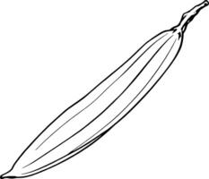 Angled Line Drawing Of A Single Long Vegetable vector