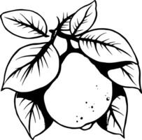 A Single Lime Fruit Hanging From Its Branch With Lush Green Leaves vector