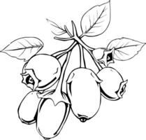 A Cluster Of Ripe Blueberries On A Branch With Leaves vector