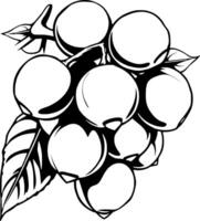 Bold Line Art Illustration Of A Cluster Of Round Fruits On A Branch With Leaves vector