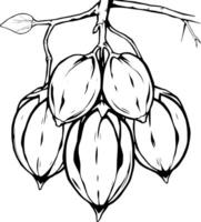 Cluster of Pecan Nuts Hanging From a Branch Detailed Line Art Illustration vector