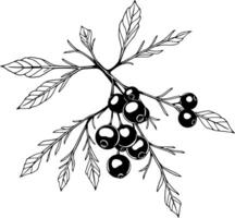 Elegant Line Art Illustration Of A Branch With Dark Berries And Leaves vector