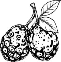 Detailed Line Art Illustration Of Two Noni Fruits With Leaf vector
