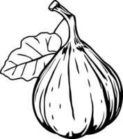 Single Fresh Fig with Leaf A Detailed Line Drawing Illustration vector