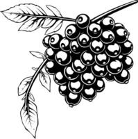Black And White Illustration Of A Cluster Of Ripe Black Currants On A Branch With Leaves vector