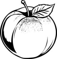 A Detailed Line Drawing Of A Single Ripe Peach With Leaf vector