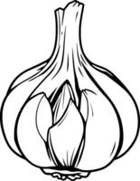 A Drawing Of A Single Bulb Of Garlic vector