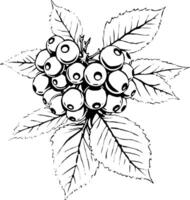 Detailed Line Drawing Of A Cluster Of Berries On A Branch With Leaves vector