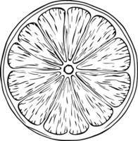 Detailed Line Drawing Of A Cross-Sectioned Lemon Showing Its Internal Structure And Segments vector