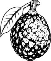 Detailed Line Art Illustration Of A Single Kaffir Lime With Leaf vector