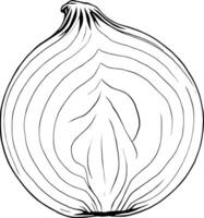 Cross-Section Drawing Of A Single Onion Showing Layers And Texture vector