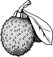 Detailed Line Drawing Of A Spiky Tropical Fruit With Leaf vector