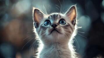 Curious young kitten gazing upwards in a softly lit environment during the day photo