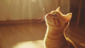 Curious orange kitten gazes up at sunlight streaming through the window in a cozy room photo