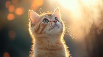 Curious ginger kitten gazes upwards at sunset in a serene outdoor setting photo