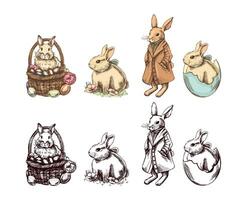 Hand drawn vintage colored and black sketch of easter bunnys set. A rabbit in a coat, with a bow vector