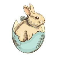 Hand-drawn vintage colored sketch of bunny in the shell. Easter Holiday. illustration. Rabbit with a bow in grass and flowers. Drawing isolated on white background. Vintage element. vector