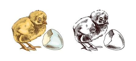 Hand drawn vintage colored and black sketch of chicken and shelll. Easter Holiday. illustration. Drawing isolated on white background. Vintage element. vector