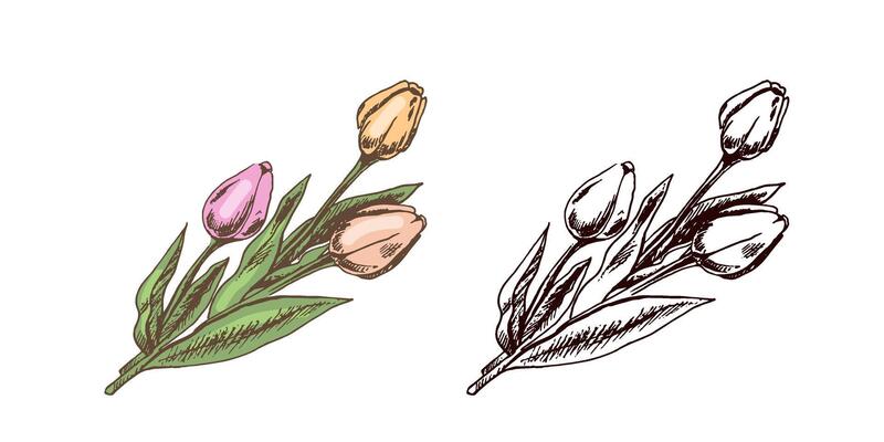 Hand-drawn vintage colored and black sketch of bouquet of tulips. Easter Holiday. illustration. Flowers. Drawing isolated on white background. Vintage element.