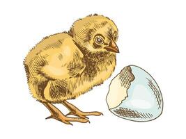 Hand-drawn vintage colored sketch of chicken and shelll. Easter Holiday. illustration. Drawing isolated on white background. vector