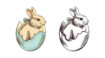 Hand-drawn vintage colored and black sketch of bunny in the shell. Easter Holiday. illustration. Rabbit with a bow in grass and flowers. Drawing isolated on white background. Vintage element. vector