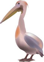 A pelican is standing on a white background vector