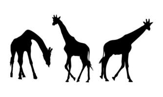 Silhouette of giraffes with different posture set vector