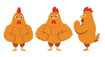 Strong muscular chicken character in flat design style showcasing three unique poses art vector