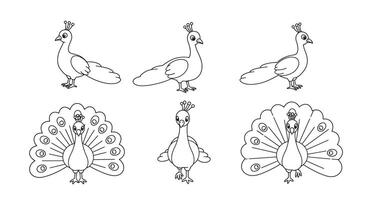 Peacock transformation sequence in flat design showcasing detailed art vector