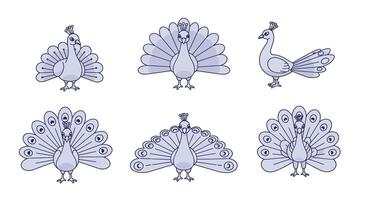 Detailed peacock transformations in flat style showcasing various postures in illustration vector