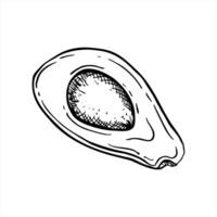 Half of avocado with seed isolated illustration painted by black inks. Top view. Monochrome cut fruit slices etching drawing. Healthy plant ingredient for food branding, packaging design vector