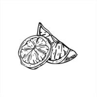 Two citrus slices isolated illustration painted by black inks. Fresh lime or lemon fruit for cold summer drink, bakery. Hand drawn food sour element for classic mocktail decoration, menu design vector
