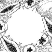 tropical papaya fruit and monstera, palm leaf square frame in monochrome linear style. Exotic pawpaw slices with seeds on leaves graphic illustration with copy space for text. Summer border vector