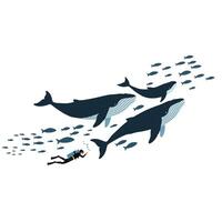 Underwater diver exploring giant whales in flat art style with schools of fish illustration vector